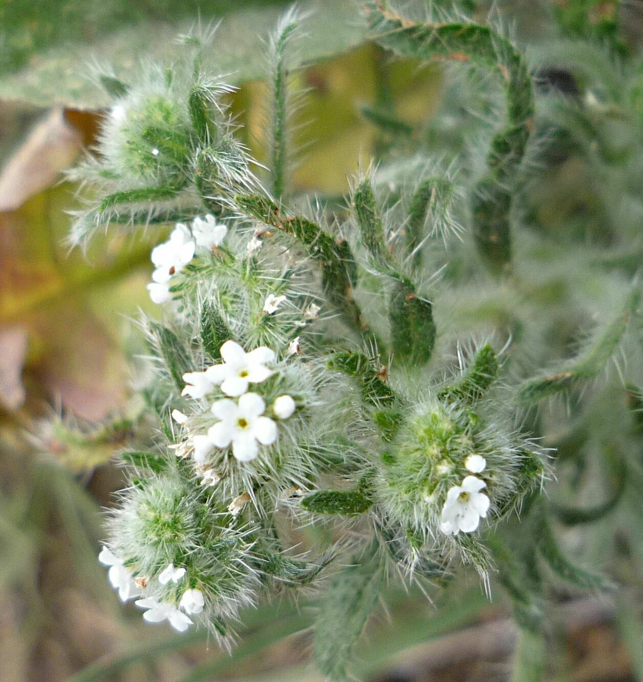 High Resolution Cryptantha decipiens Flower